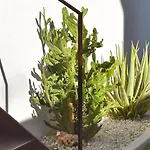 Nacari 지아르디니낙소스